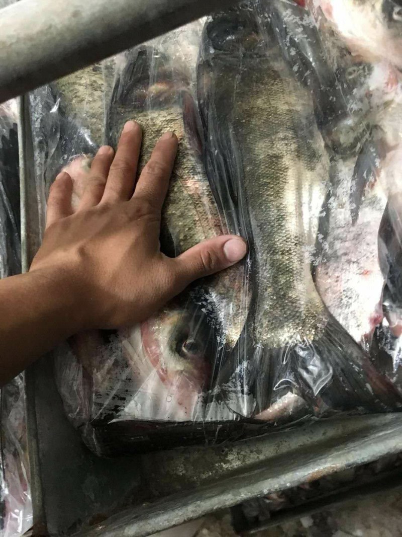 淡水饲料鱼，！！！！！！