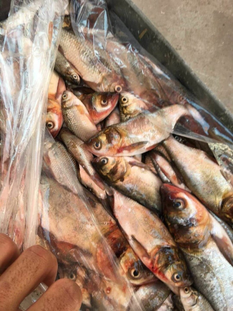 淡水饲料鱼，！！！！！！