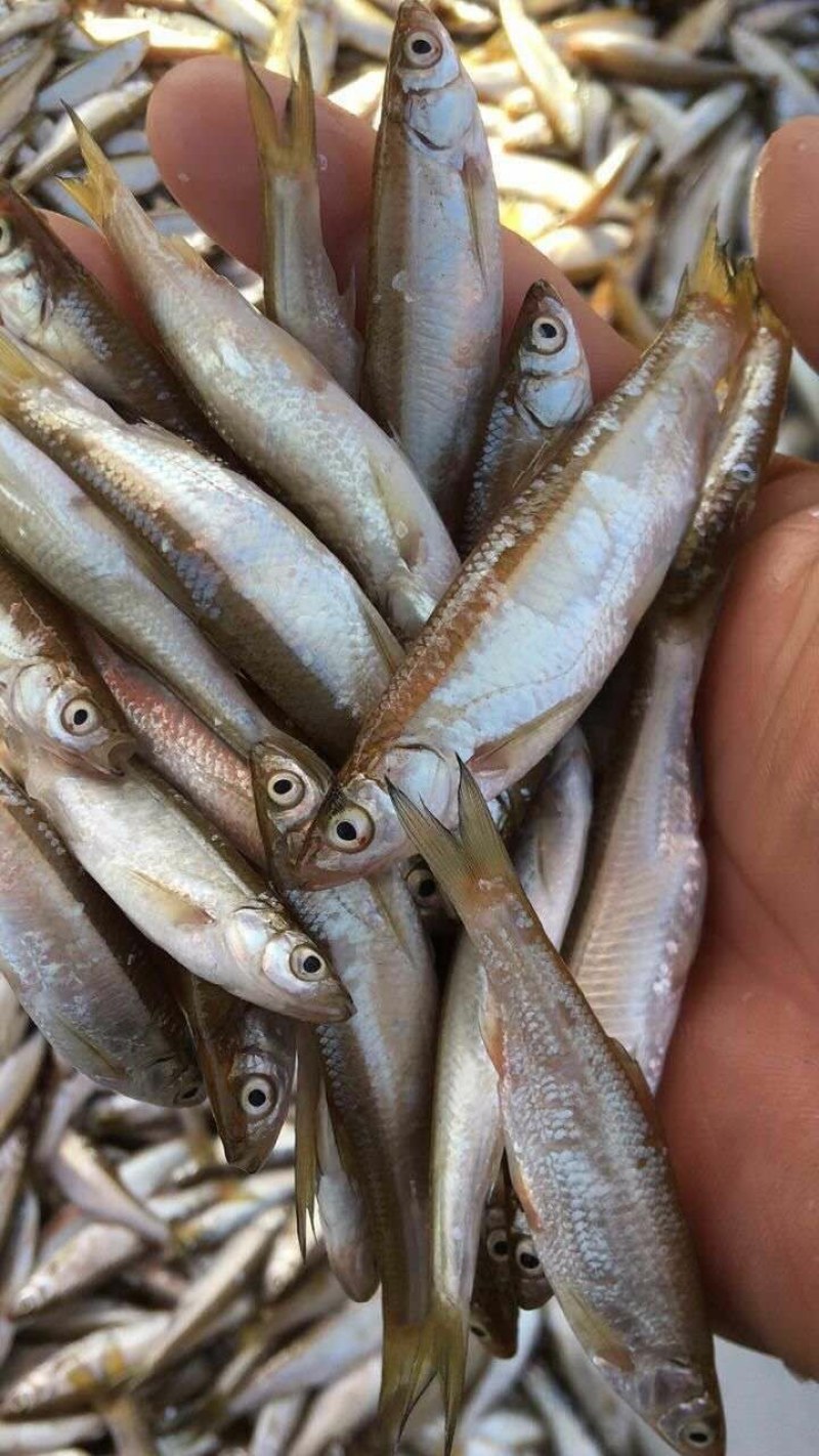 淡水饲料鱼，！！！！！！