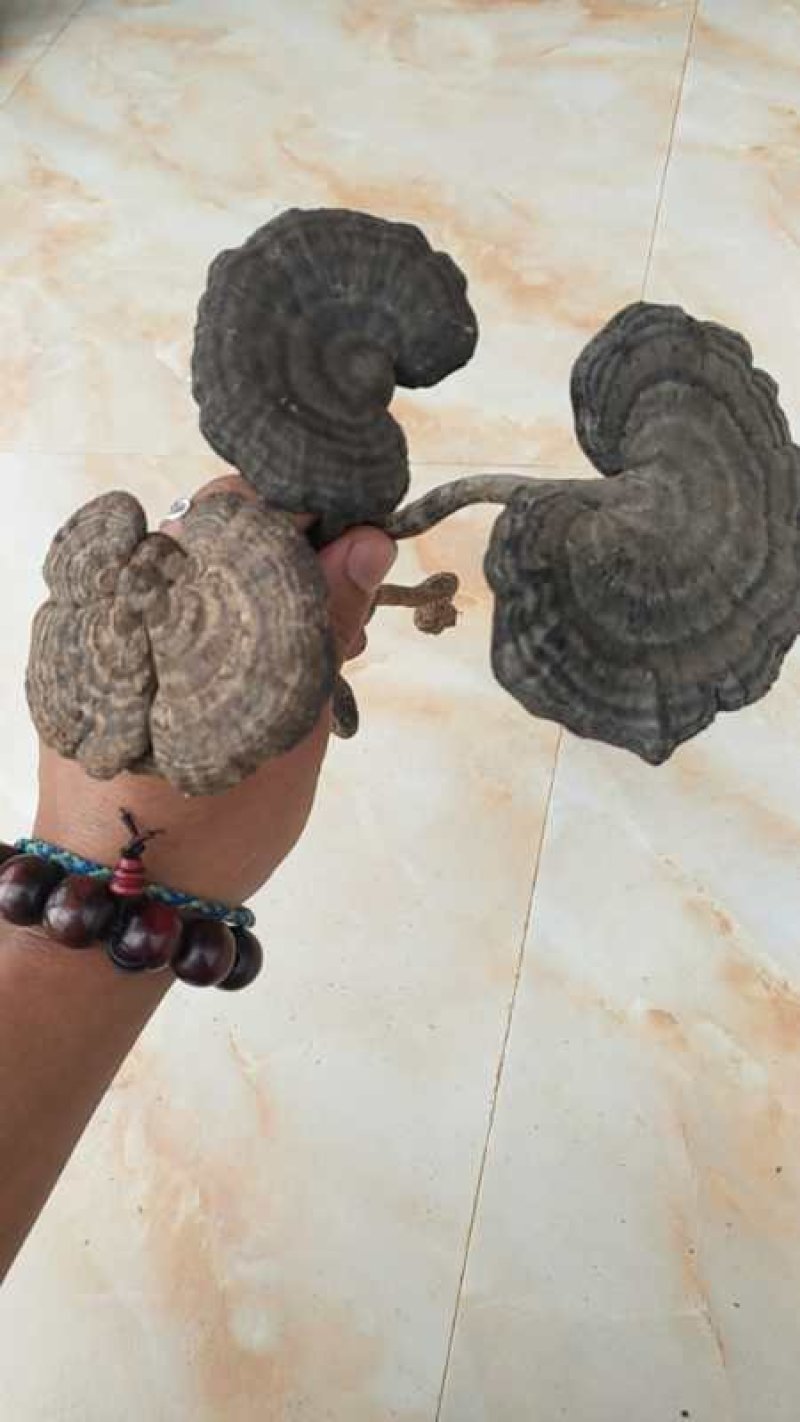 需要灵芝的老板联系。