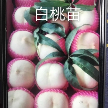 白如玉桃树苗，可以视频看货，支持线上保障交易