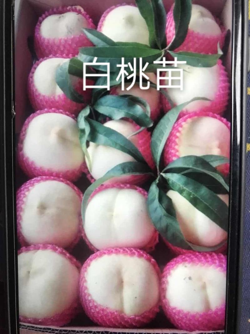 白如玉桃树苗，可以视频看货，支持线上保障交易