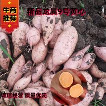 龙薯九，红薯现大量上市欢迎来电预订对接电商市场