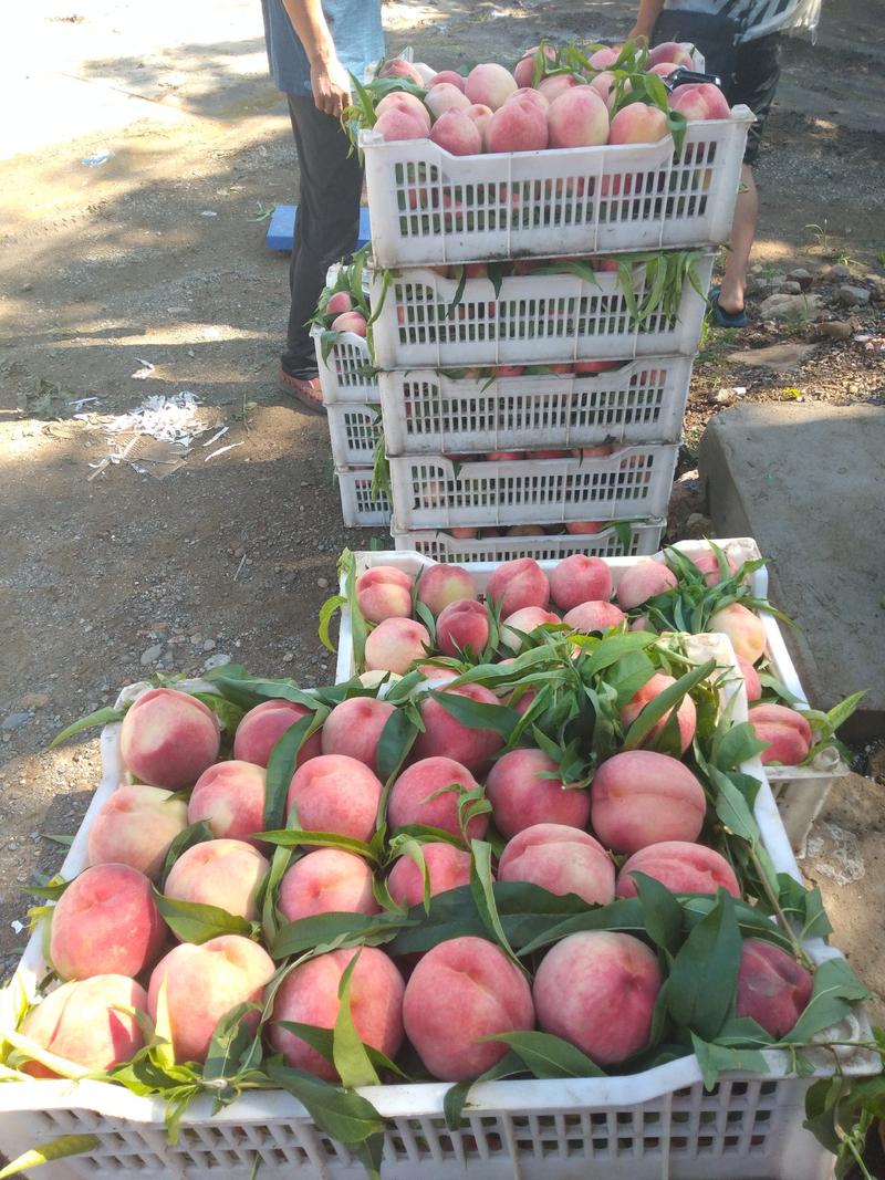 秦皇岛市卢龙县绿化九毛桃大量有货.颜色好，口感甜。