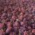 红提葡萄基地，陕西高山红提葡萄供应价格，红提葡萄批发