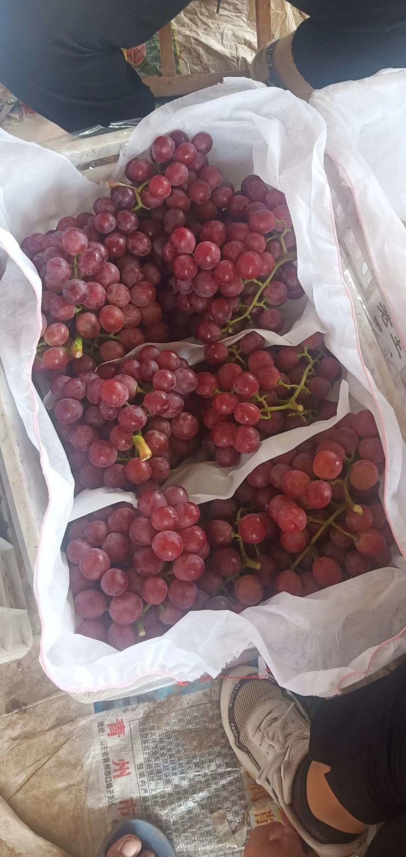 红提葡萄基地，陕西高山红提葡萄供应价格，红提葡萄批发