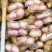 湖北鲜花生、湿花生、小白沙、颗粒饱满、过筛手捡精品