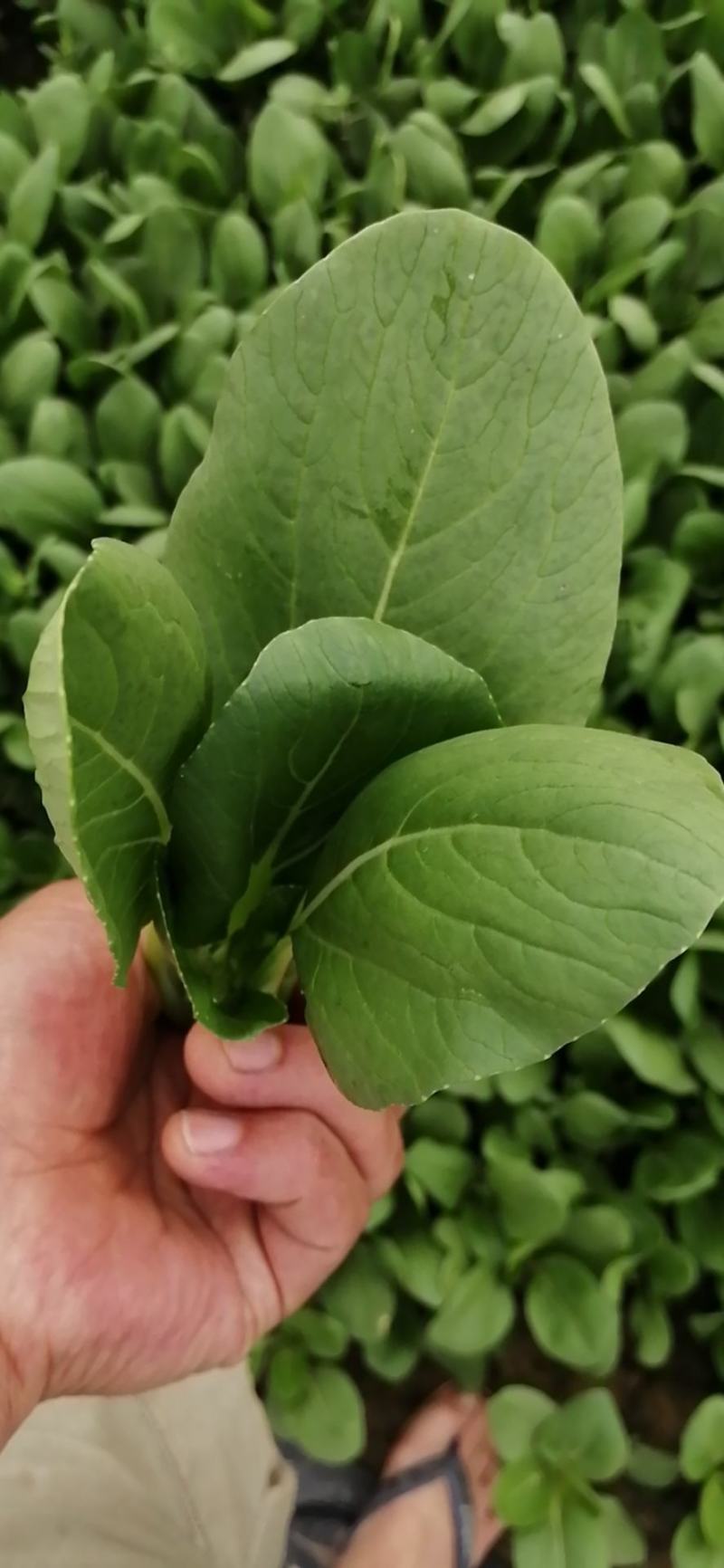 精品青菜，可视频看货质量保证