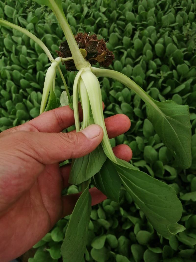 精品青菜，可视频看货质量保证