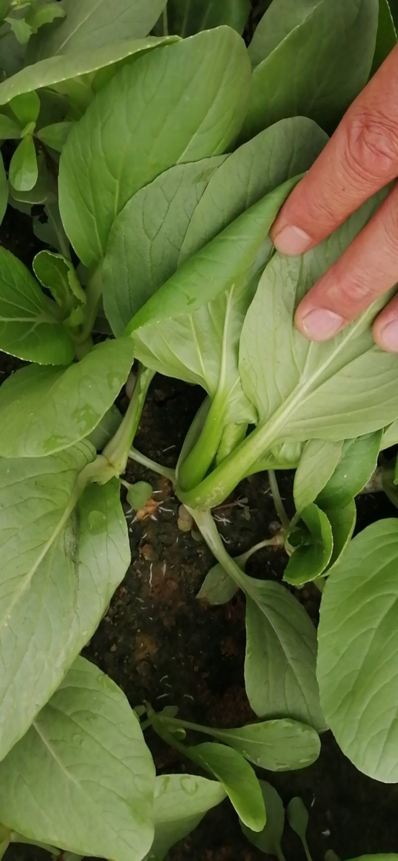 精品青菜，可视频看货质量保证
