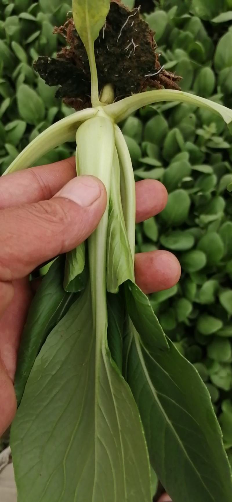 精品青菜，可视频看货质量保证