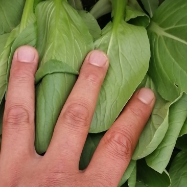 精品青菜，可视频看货质量保证