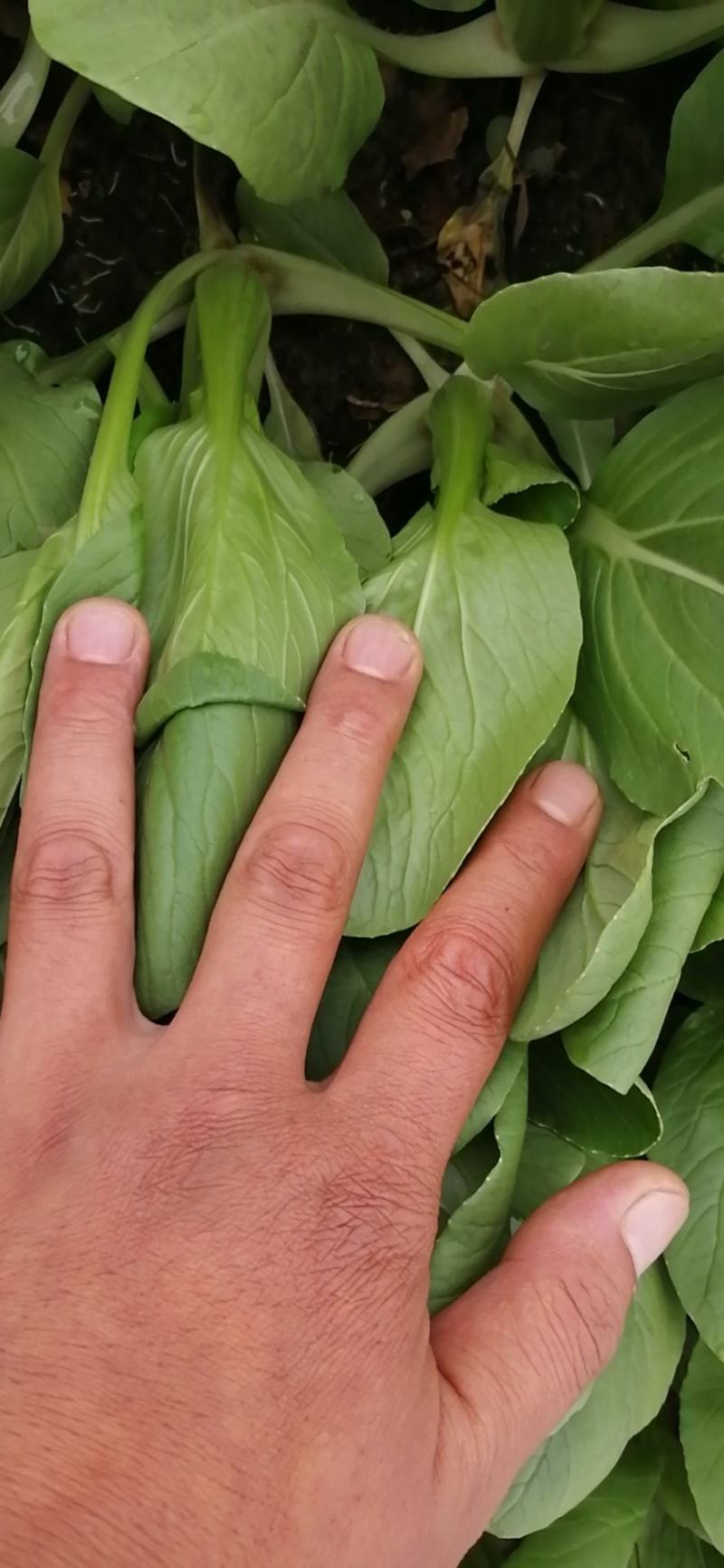 精品青菜，可视频看货质量保证