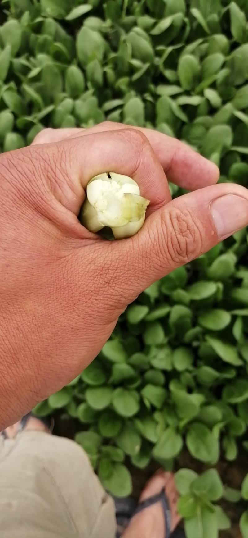 精品青菜，可视频看货质量保证
