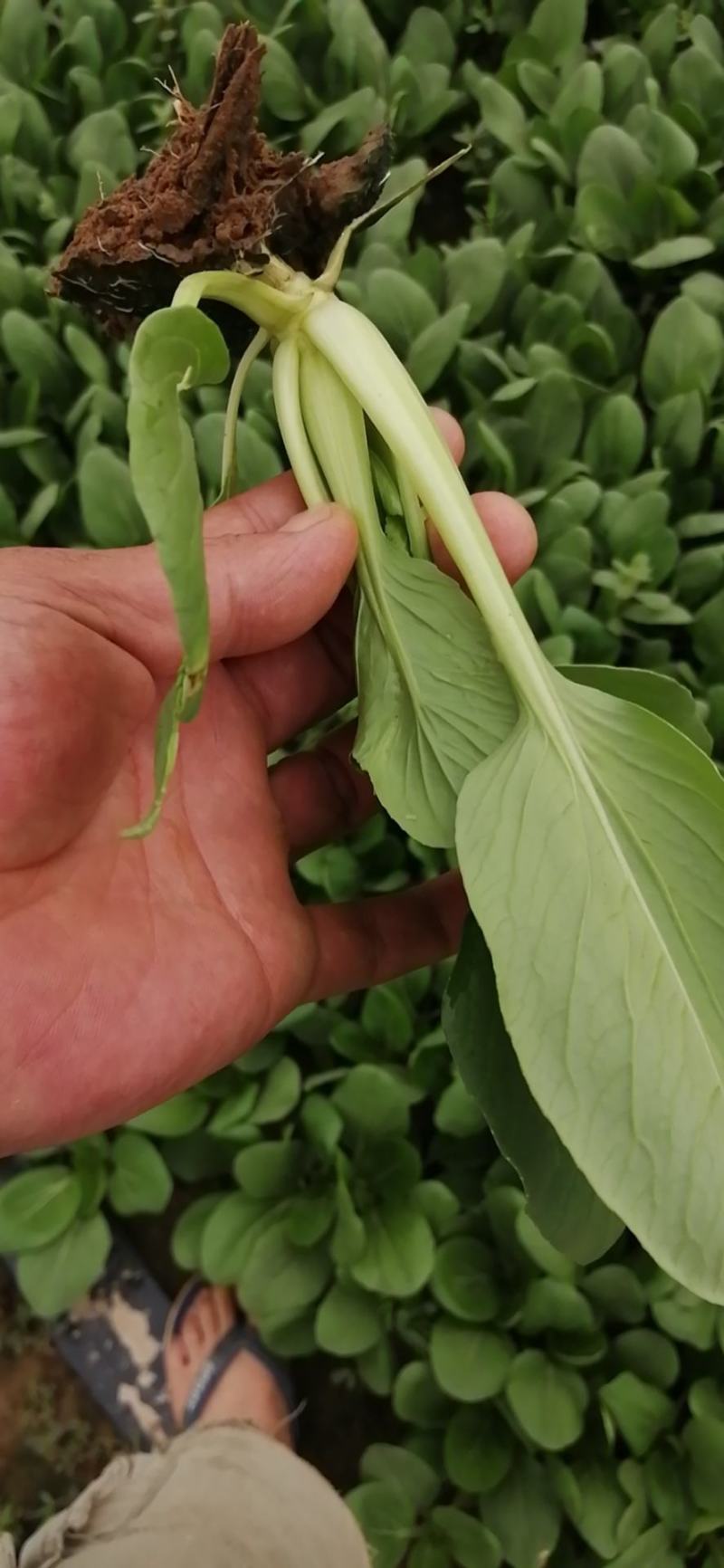 精品青菜，可视频看货质量保证