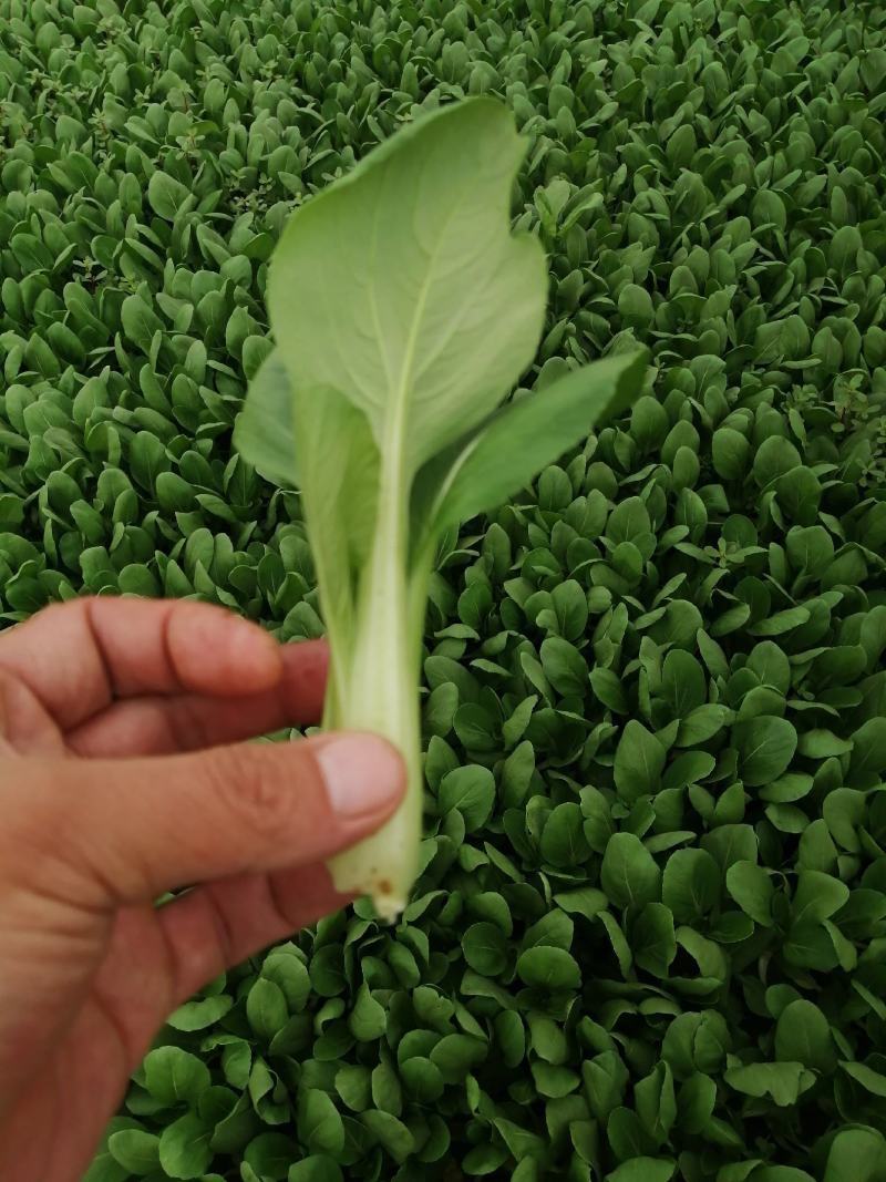 精品青菜，可视频看货质量保证