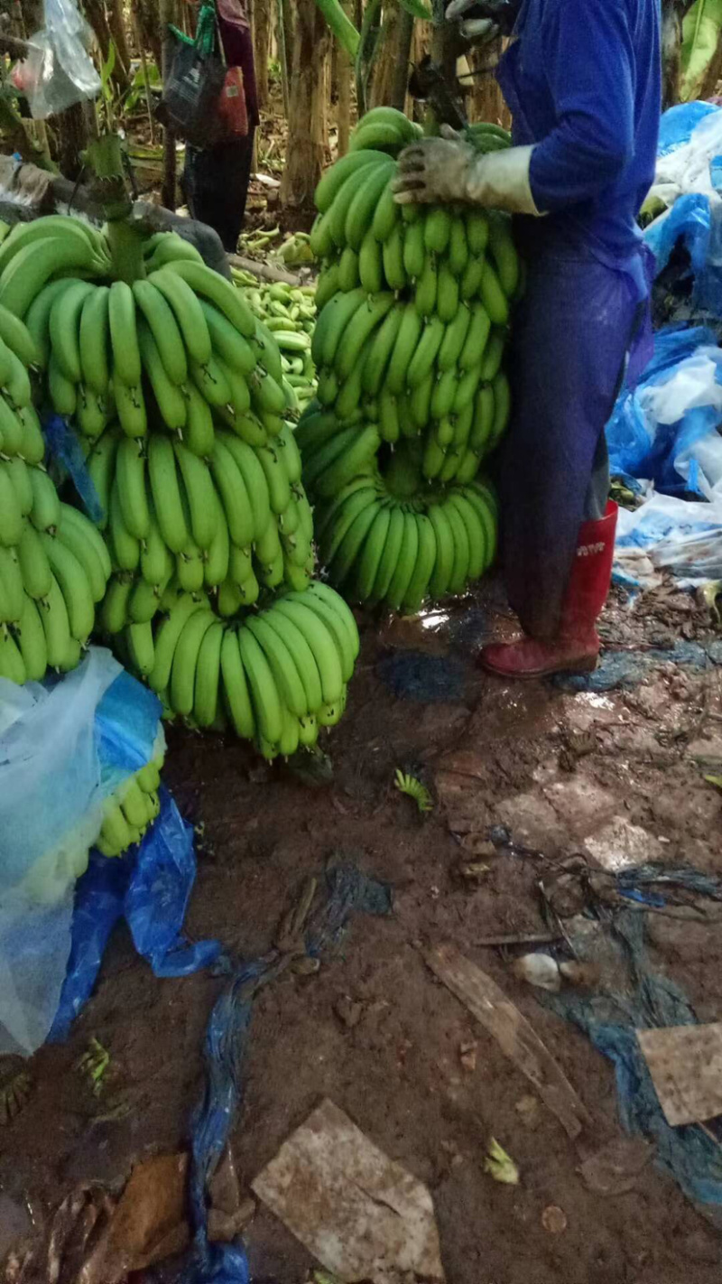 巴西香蕉广东代办大量好货