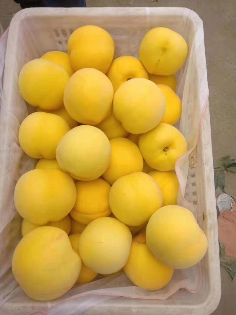 山东优质罐头黄桃大量供应，货源充足保证质量