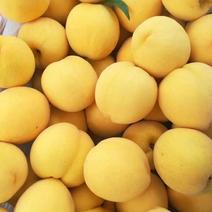 山东优质罐头黄桃大量供应，货源充足保证质量