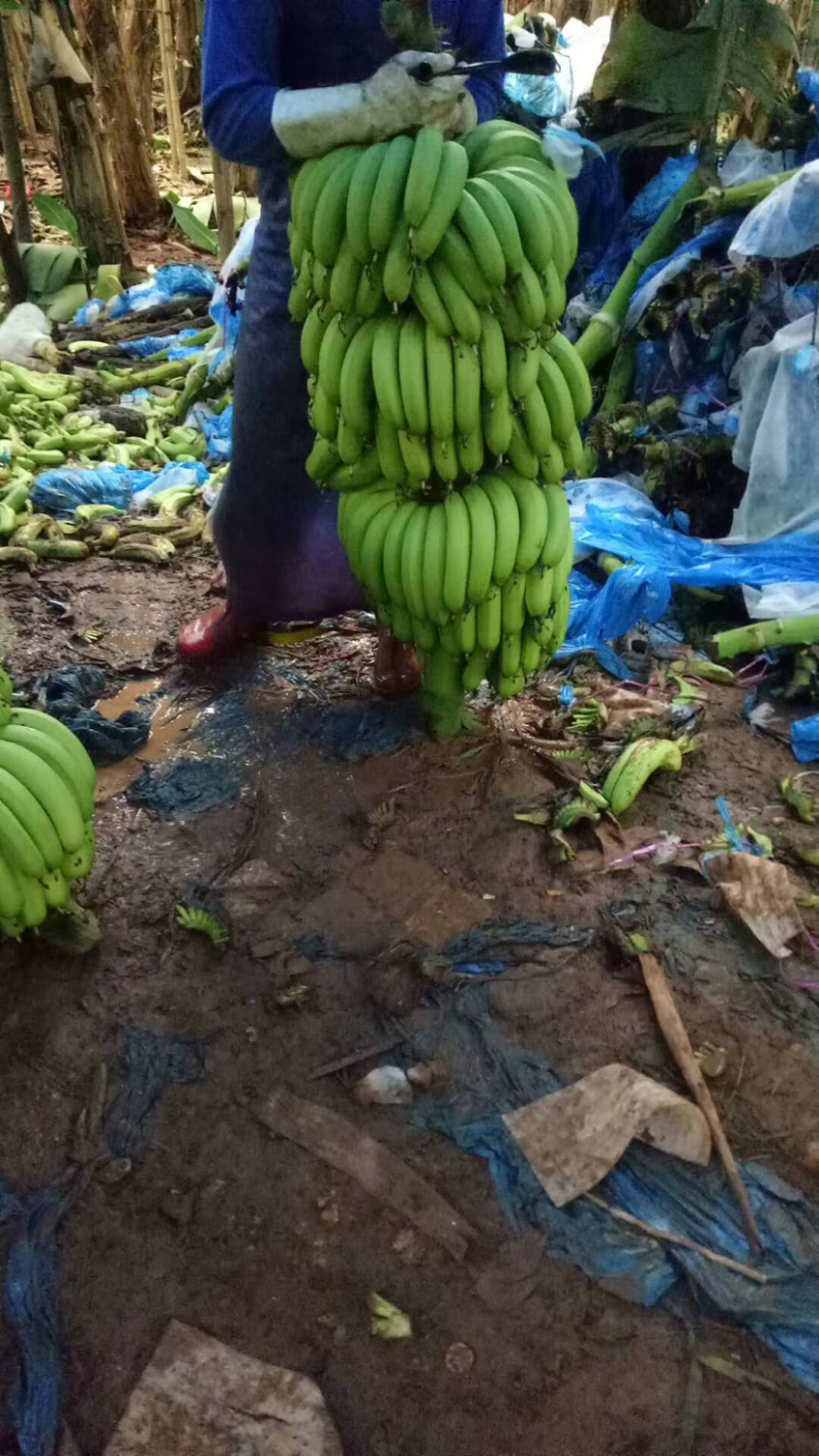 巴西香蕉广东代办大量好货