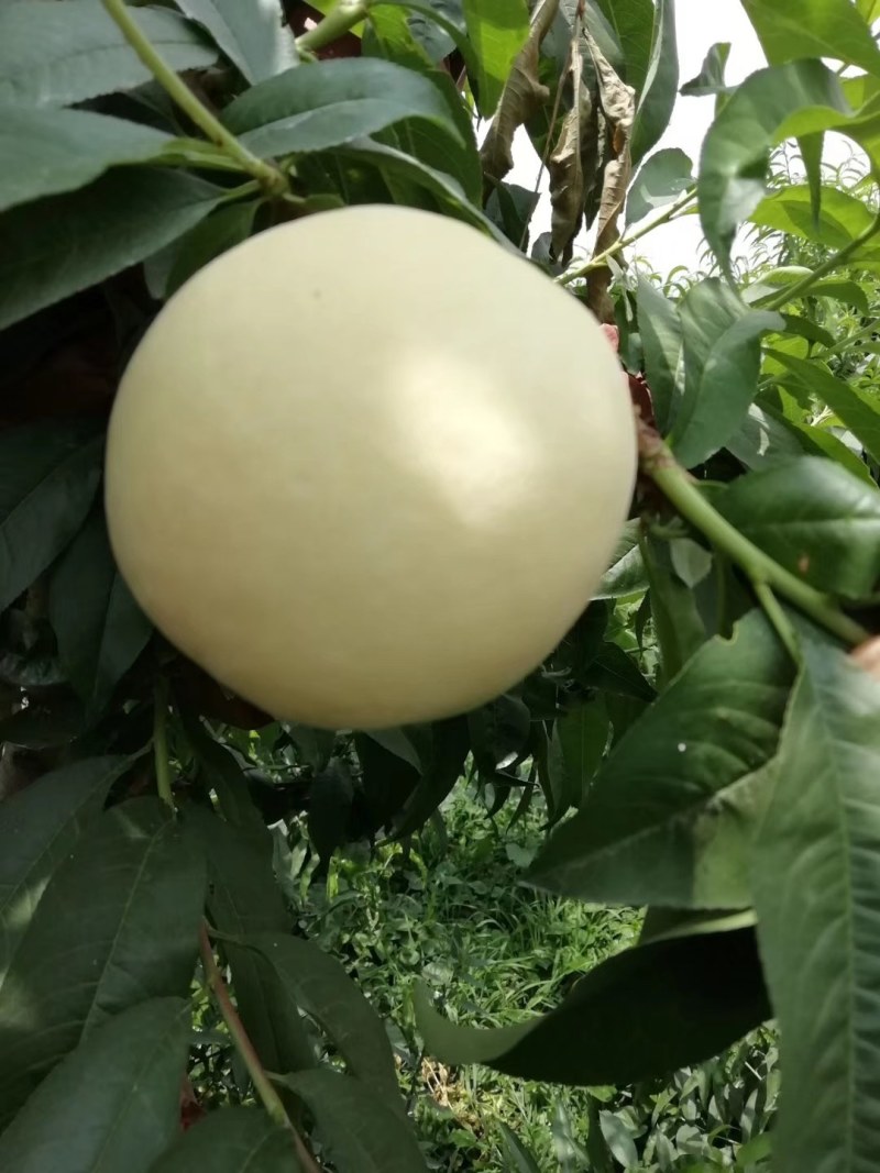 山东优质黄金新世纪黄金脆毛桃大量上市，货源充足