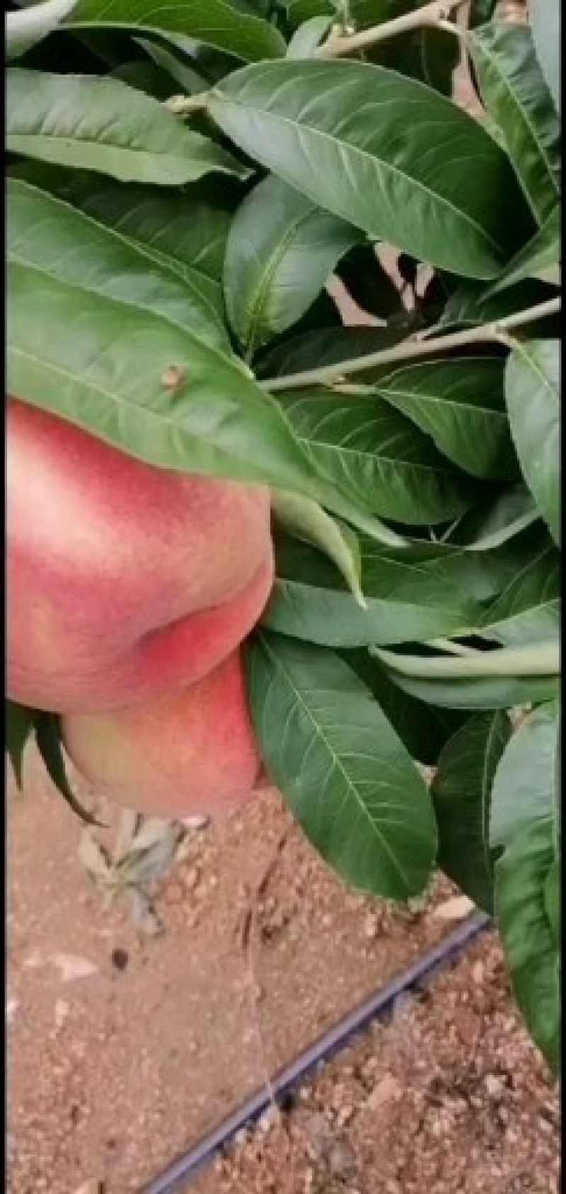 山东优质黄金新世纪黄金脆毛桃大量上市，货源充足