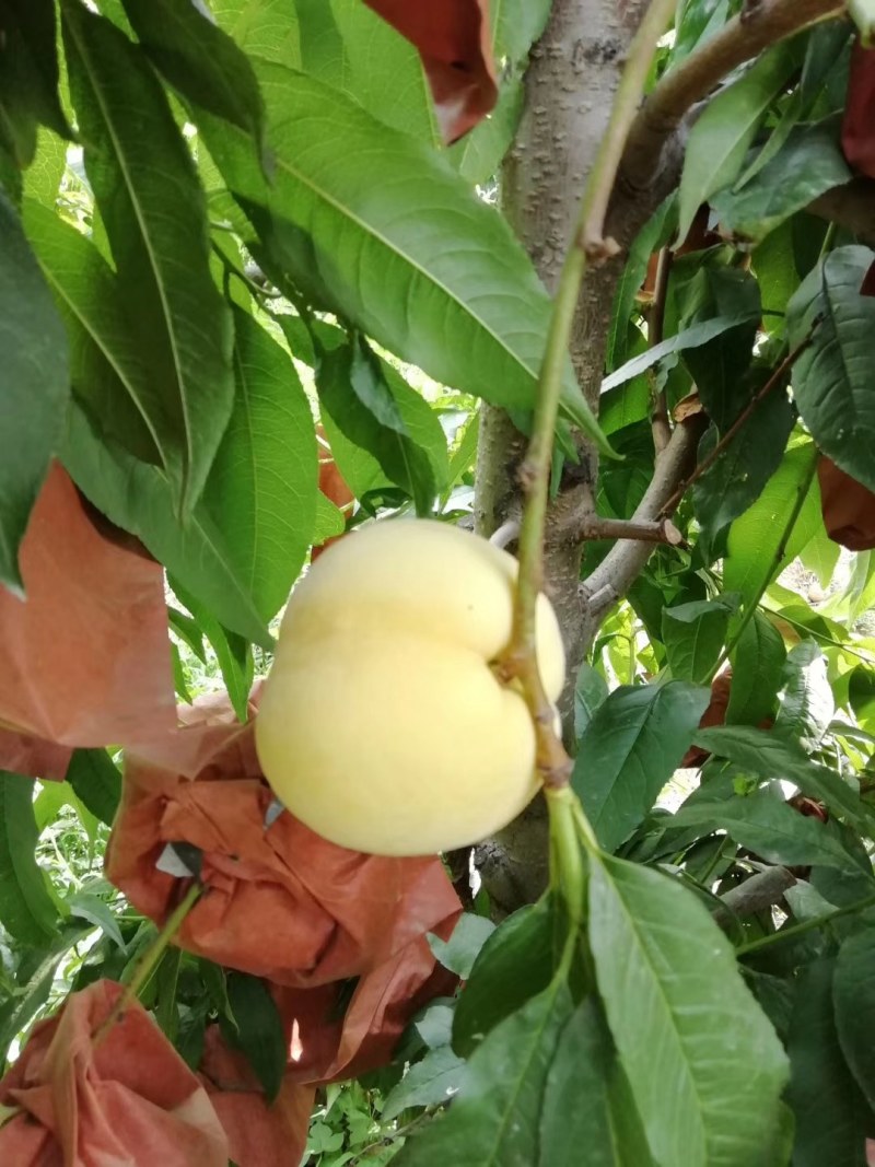 山东优质黄金新世纪黄金脆毛桃大量上市，货源充足