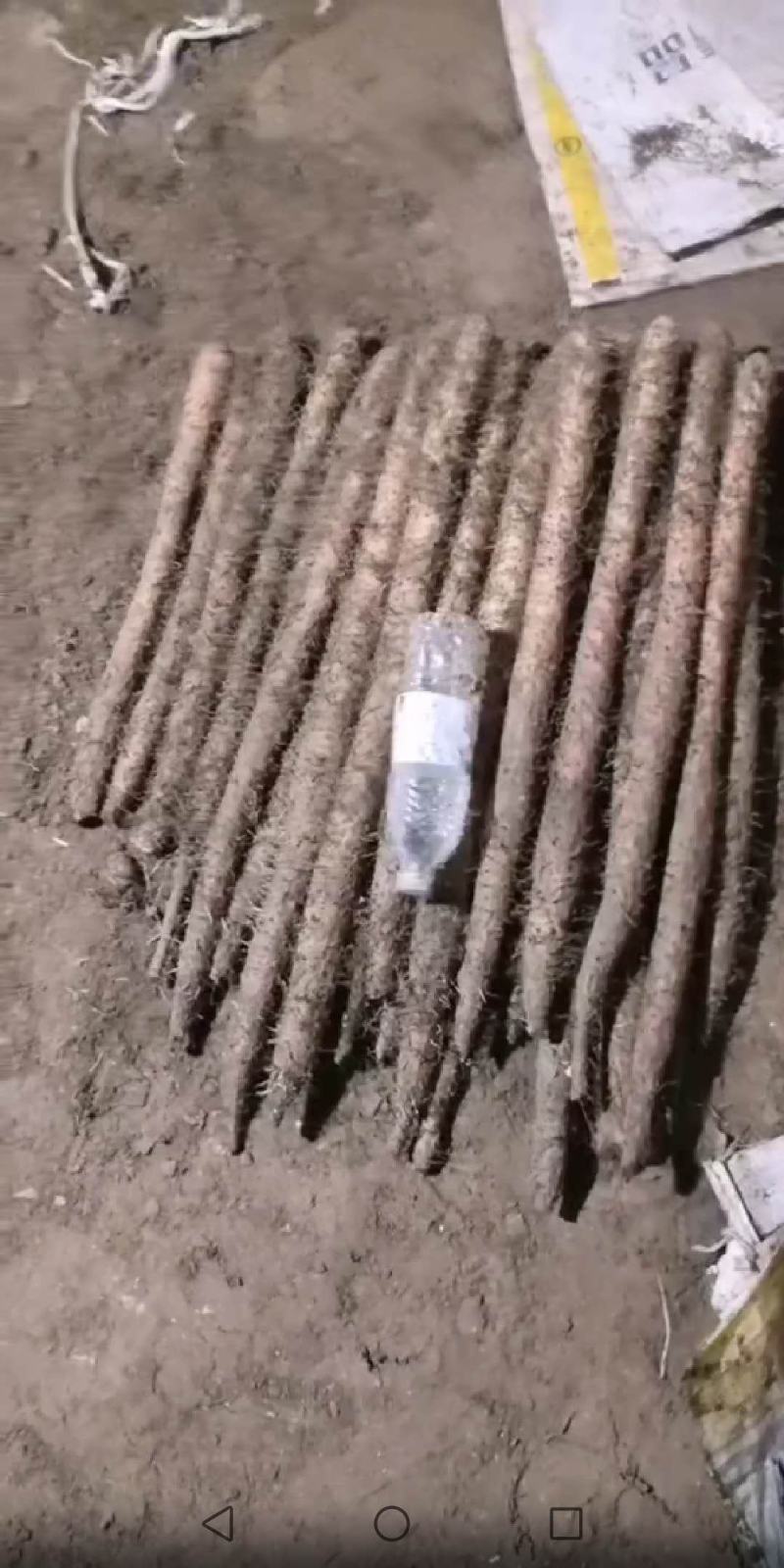 河北产地小白嘴山药保质保量欢迎新老客户。自己加工