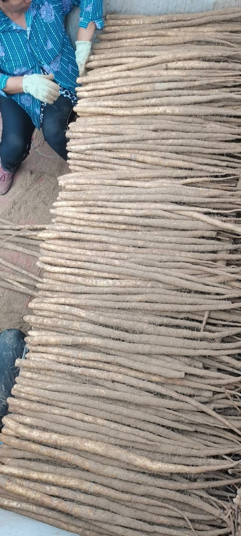 河北产地小白嘴山药保质保量欢迎新老客户。自己加工