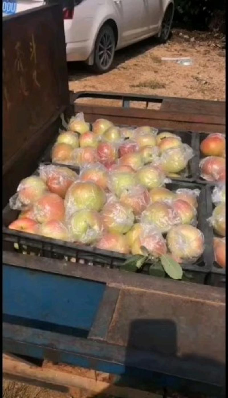山东优质嘎啦美八红露苹果大量供应，货源充足