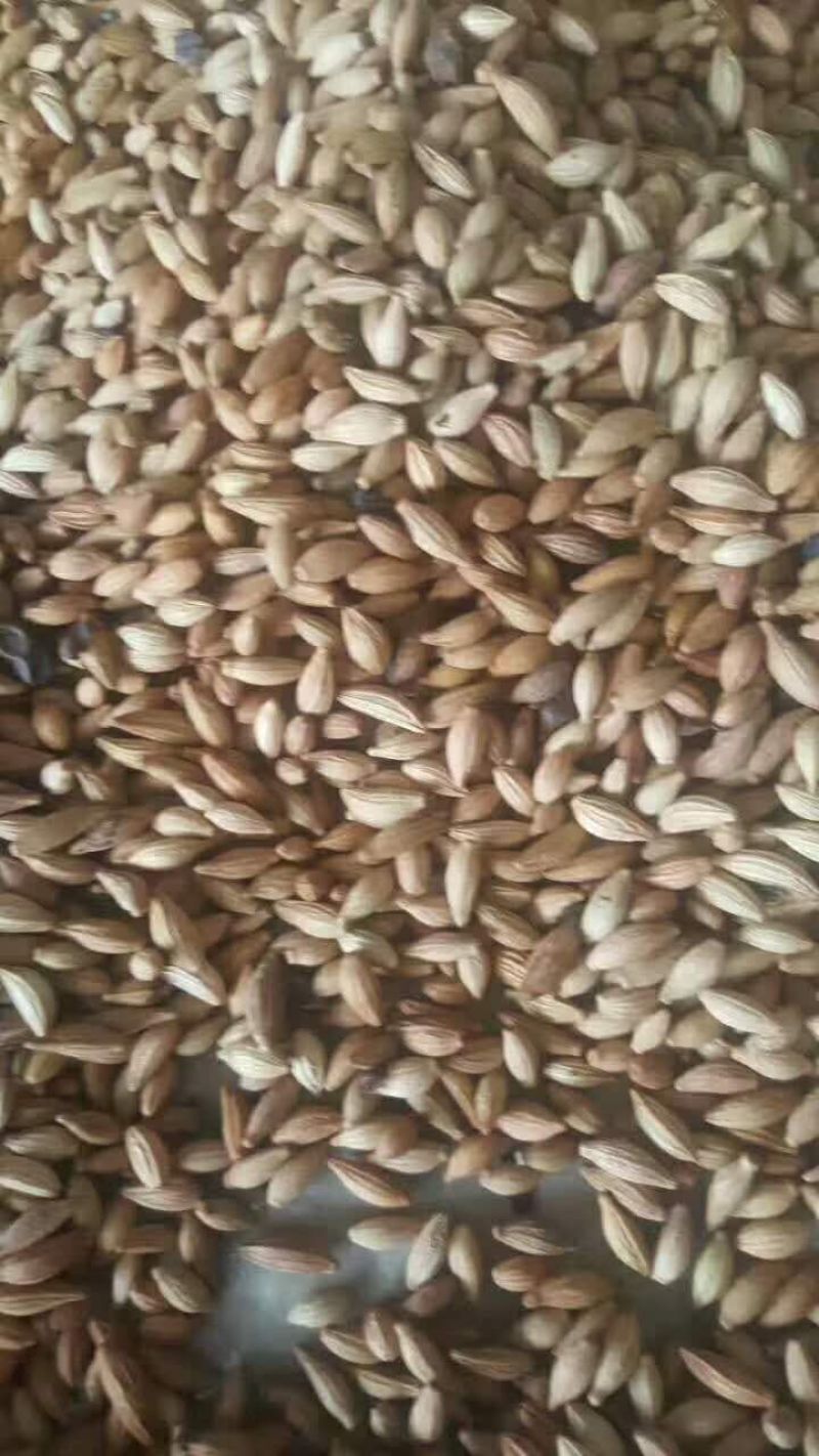 桂花种子桂花树种子金桂种子八月桂种子80~90%