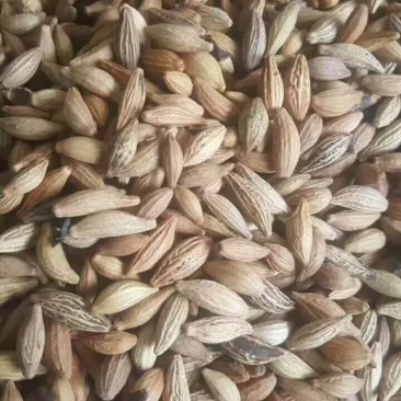 桂花种子桂花树种子金桂种子八月桂种子80~90%