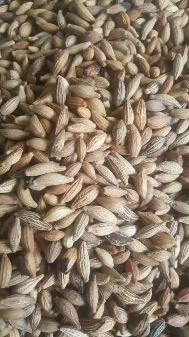 桂花种子桂花树种子金桂种子八月桂种子80~90%
