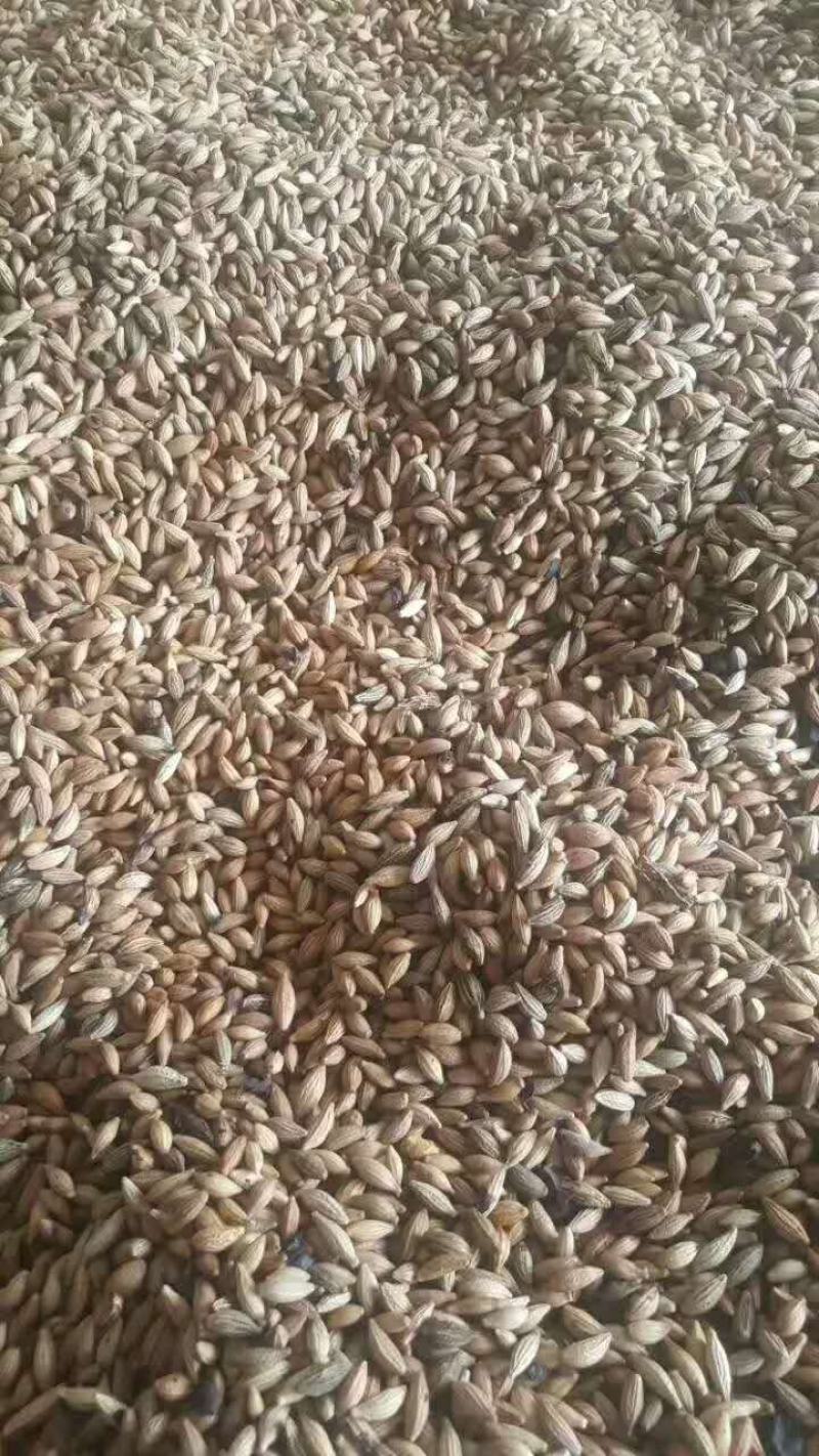 桂花种子桂花树种子金桂种子八月桂种子80~90%