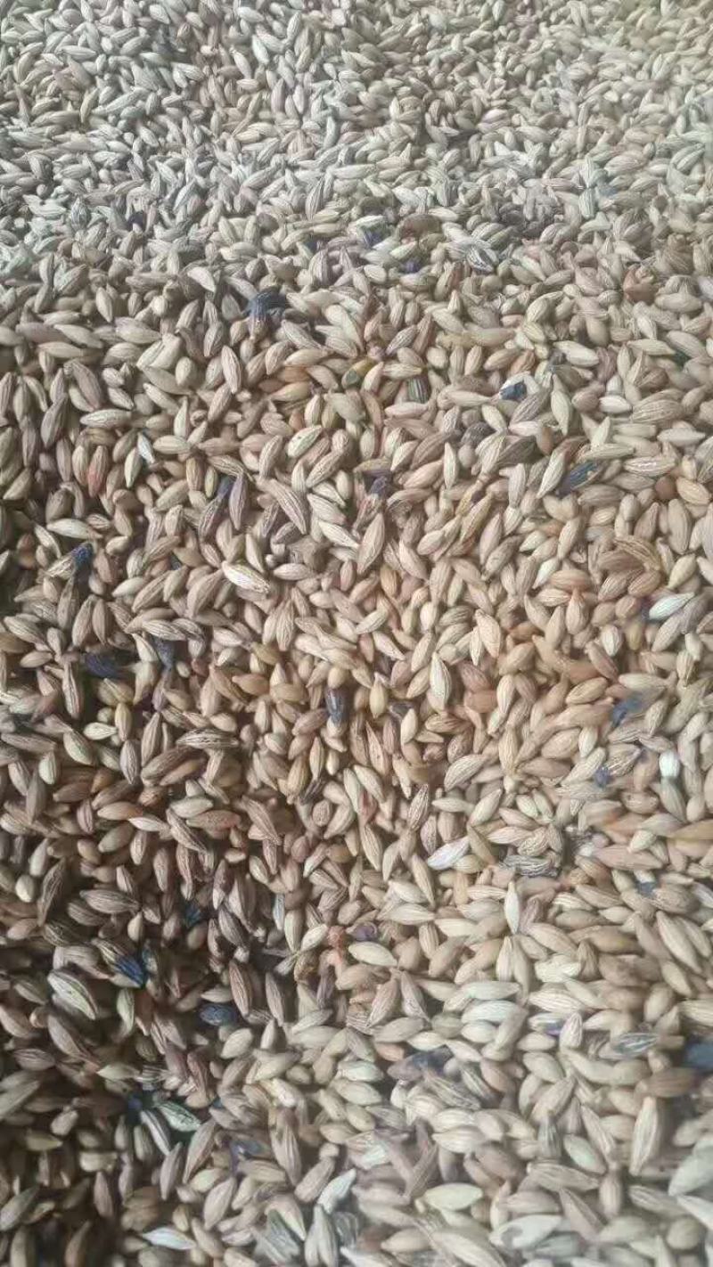 桂花种子桂花树种子金桂种子八月桂种子80~90%