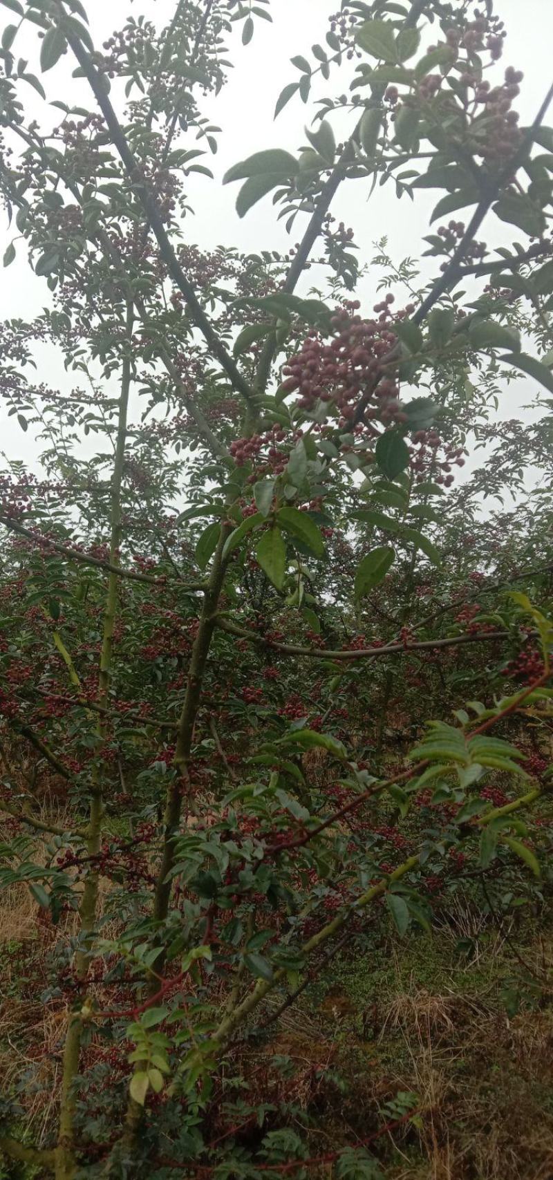 汉源花椒，贡椒，大红袍。