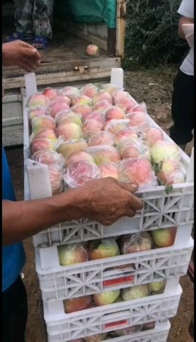 山东优质红露美八红将军苹果大量上市，货源充足