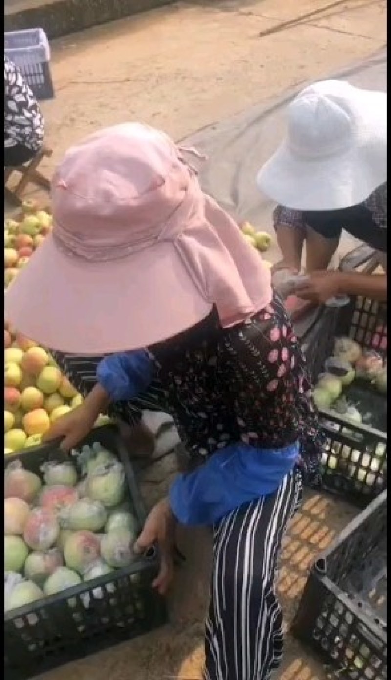 山东优质红露美八红将军苹果大量上市，货源充足