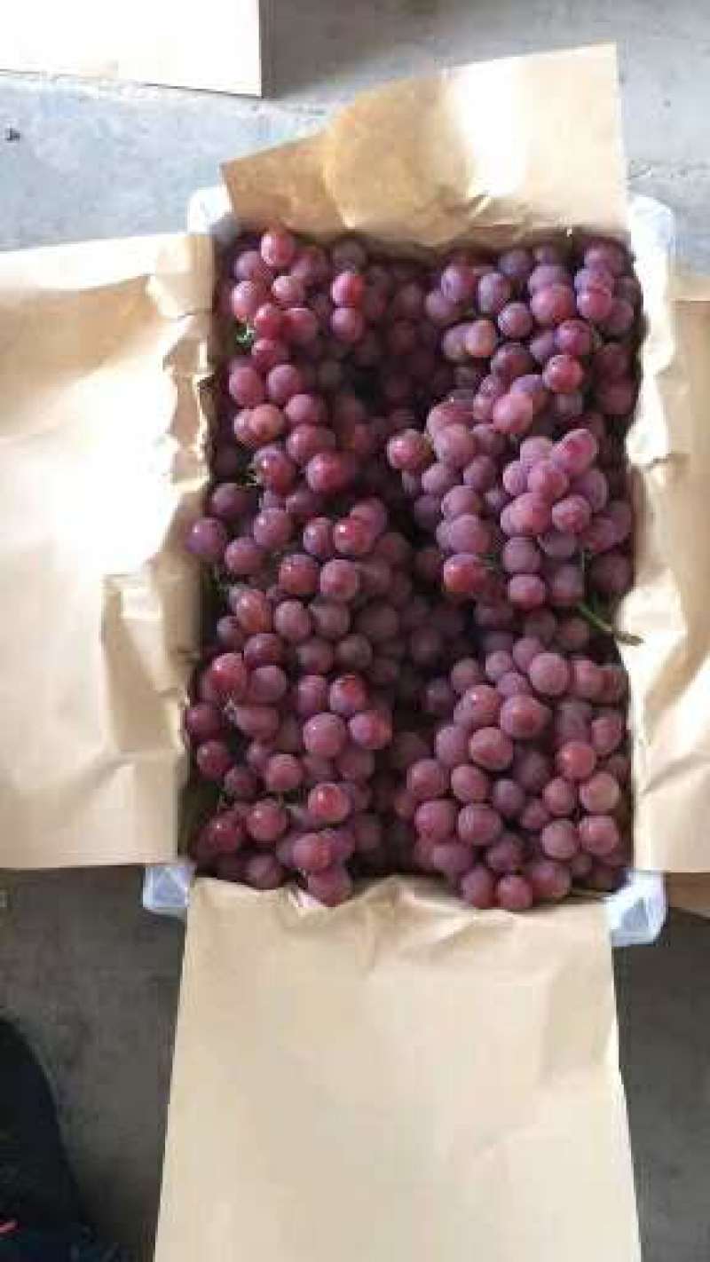 优质红提葡萄供应，陕西红提葡萄大量上市了