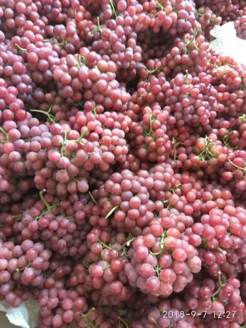 优质红提葡萄供应，陕西红提葡萄大量上市了