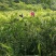高山基地直供原生态阳荷