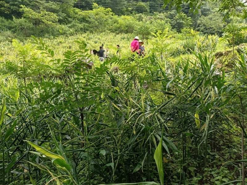 高山基地直供原生态阳荷