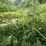 高山基地直供原生态阳荷
