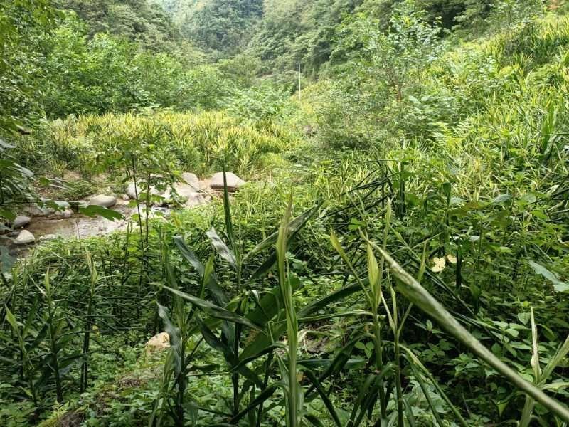 高山基地直供原生态阳荷