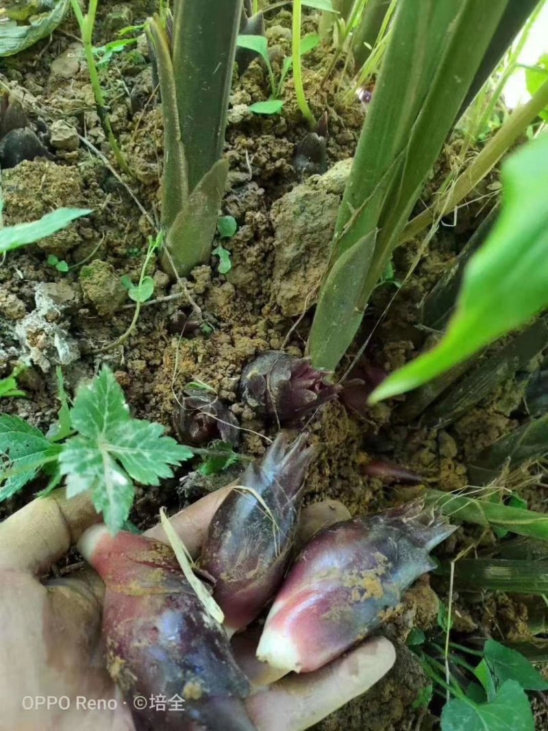 高山基地直供原生态阳荷