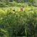 高山基地直供原生态阳荷