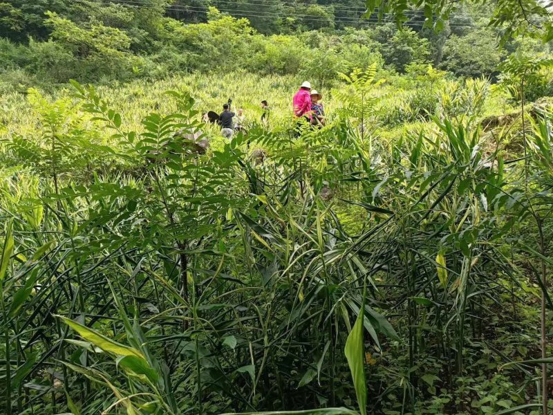 高山基地直供原生态阳荷