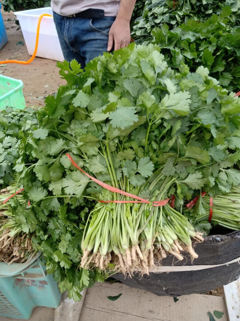 高原精品优质大叶香菜春夏秋长期有货
