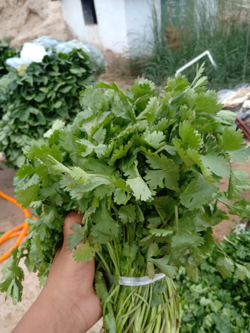 高原精品优质大叶香菜春夏秋长期有货