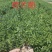 大量现货出售地栽荷兰菊营养杯荷兰菊
